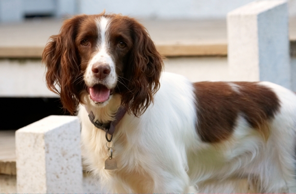 Well, let's have some action
Keywords: Dog Dogs Head Lola Play Playing Playtime Smile Smiling Spaniel Spaniels Springer Tongue