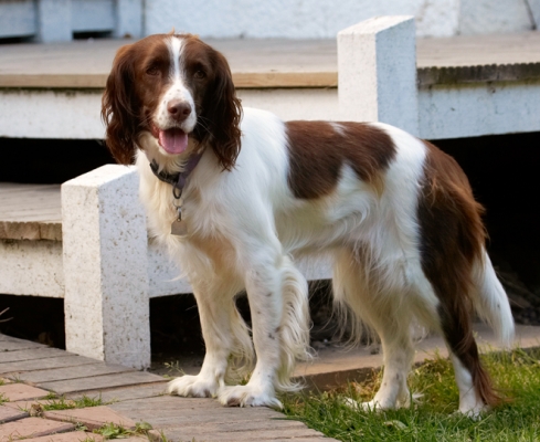 I'm thinking about moving
Ключови думи: Dog Dogs Lola Play Playing Playtime Spaniel Spaniels Springer Stand Standing Tongue