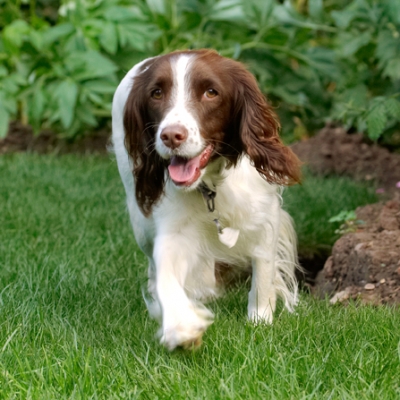 Here I come
Ključne besede: Dog Dogs Lola Play Playing Playtime Smile Smiling Spaniel Spaniels Springer Tongue