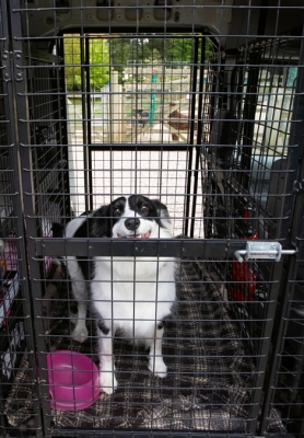 Well, let me out of here so I can start my vacation
Keywords: Arrival Border Collie Collies Dog Dogs Jackie Taxi Tess Transport Travel Traveling Travelling