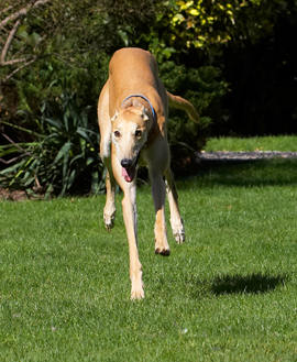 I'm on Energiser batteries!! ........
Anahtar kelimeler: Dog Dogs Greyhound Greyhounds Laurel Leap Leaping Mister MR Play Playing Playtime Run Running
