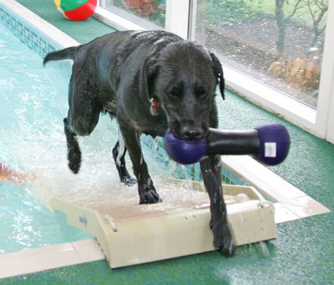 Ffion Up The Ramp
Ffion loved the floating water toys, and she was happy to jump into the pool when a toy was tossed in.  Then up the ramp she ran . . .
Ключові слова: Ffion Black Labrador water toy swimming dog canine hydrotherapy Ritz Canine