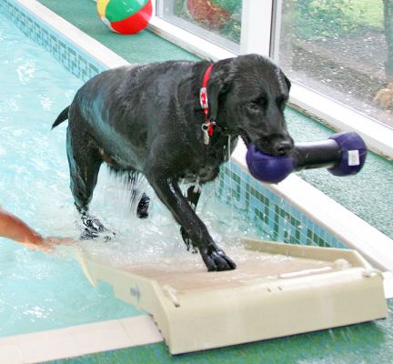 Ffion Up The Ramp
I've read on several canine hydrotherapy websites that a minute swimming in the pool is equal to a one mile walk.  If this is true, Ffion did the equivalent of 30 miles this afternoon....
Palabras clave: Ffion Black Labrador water toy swimming dog canine hydrotherapy Ritz Canine