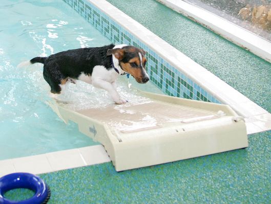 Jake Up The Ramp
The surest way to get Jake bounding up the ramp is to cuddle Sally.  Jake is convinced he's missing something.
Klíčová slova: Jake Jack Russell PetRamp dog hotel canine swimming dog hydrotherapy Ritz Canine