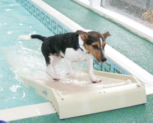 Jake Up The Ramp
Keywords: Jake Jack Russell PetRamp dog hotel canine swimming dog hydrotherapy Ritz Canine
