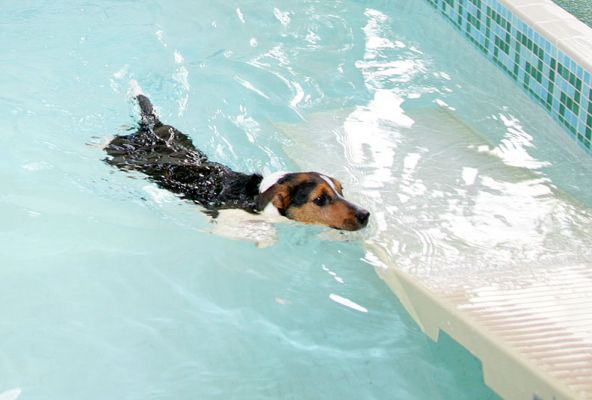 Jake Swimming to the PetRamp
Ключові слова: Jake Jack Russell PetRamp dog hotel canine swimming dog hydrotherapy Ritz Canine