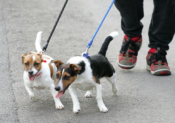 Sally and Jake on a Walk
Pulling on their leads because they're curious about what I'm doing.  They might be missing something....!
Klíčová slova: Sally Jake Jack Russells walk King's End Lane dog resort dog boarding dog hotel