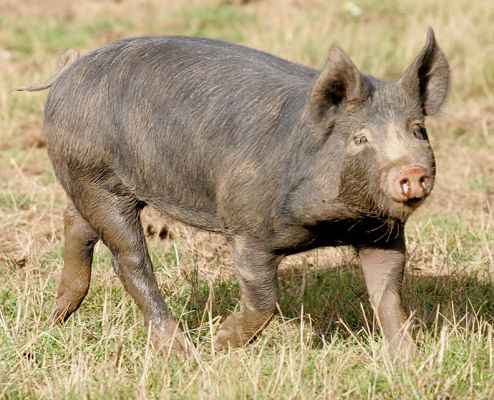 Berkshire Pig
Incredibly, our Berkshire pigs have snow white eye lashes.  
Keywords: Berkshire pig kurobuta white eye lash pork Lucies Fram eyelash