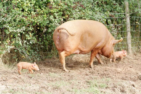 Tamworth Mother & Her Two Babies
Now two days old, and enjoying the early autumn sunshine.  Mother pig dwarfs her small litter of two piglets.
Klíčová slova: Tamworth pig sow piglets litter mother Lucies Farm pork piggy