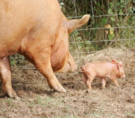 Mother Tamworth Giving Her Piglet a Nudge
Klíčová slova: Tamworth pig sow piglets litter mother Lucies Farm pork piggy