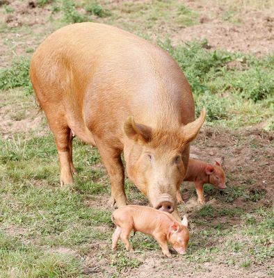 Mother Tamworth With Her Two-Day Old Piglets
Λέξεις-κλειδιά: Tamworth pig sow piglets litter mother Lucies Farm pork piggy