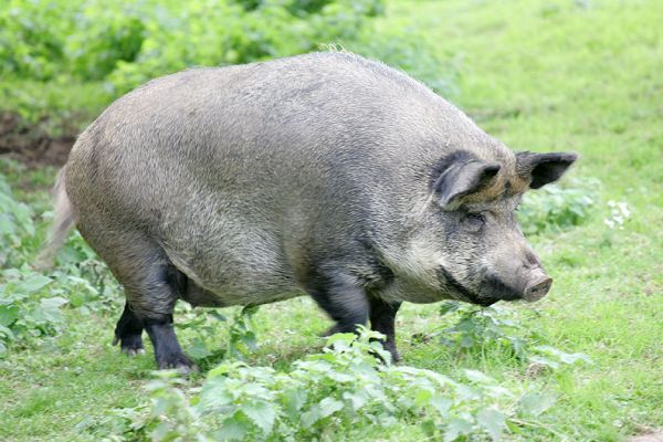 The Sinister Pig
She's a cross between an Iron Age pig (itself a cross between a Tamworth pig and a wild boar) and a Gloucester Old Spot.  She's quite elderly, but she can move faster than any other pig we have.
Schlüsselwörter: sinister pig Iron Age pig Tamworth pig Gloucester Old Spot pig Lucies Farm