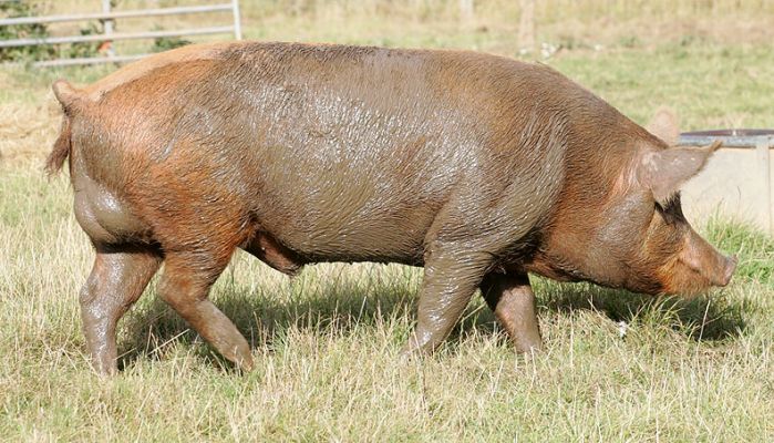 Muddy Tamworth Boar
He's been sleeping in the mud bath.  He almost looks more like a hippo on the Maasai Mara than a Tamworth pig in sunny Worcestershire.
Anahtar kelimeler: Tamworth pig Maasai Mara mud bath Lucies Farm Worcestershire