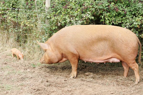 Mother Tamworth and Her Piglet
Eye to eye.  Look at the size difference.
Keywords: Tamworth pig sow piglets litter mother Lucies Farm pork piggy