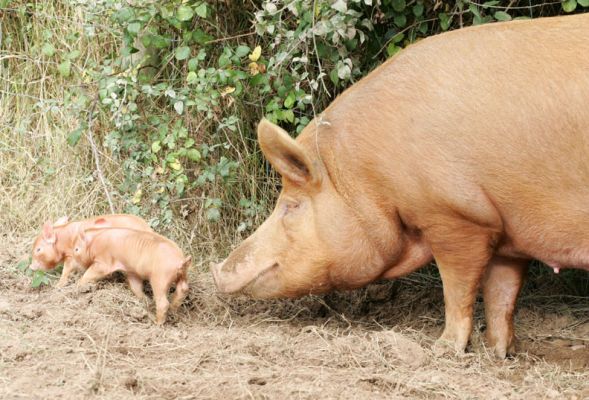 Mother Tamworth and Her Babies
Now two days old.
Schlüsselwörter: Tamworth pig sow piglets litter mother Lucies Farm pork piggy