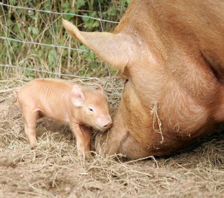 Mother Tamworth and Her Piglet
Keywords: Tamworth pig sow piglets litter mother Lucies Farm pork piggy