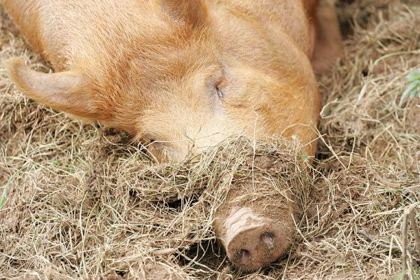 Mother Tamworth Having A Rest
Mother Tamworth lay down to nurse her two piglets.  Before doing so, she did this elaborate dance, and then had to make sure she had just the right amount of straw across her nose.
Trefwoorden: Tamworth pig sow piglets litter mother Lucies Farm pork piggy