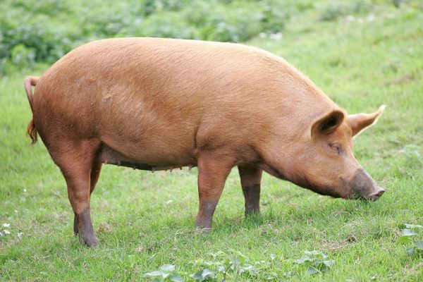 Muddy-nosed Tamworth
Enjoying the open fields, and the green grass of sunny Worcestershire.
Anahtar kelimeler: Tamworth sow green grass Worcestershire Lucies Farm pig pork