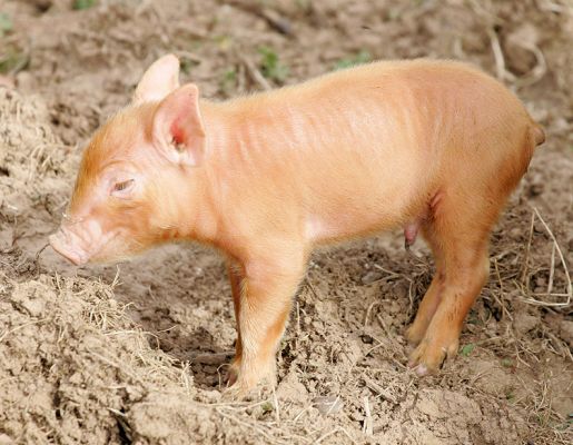 Tamworth Pig -- Two Days Old
Looks more like a small deer.
Ključne besede: Tamworth pig piglet deer Lucies Farm pork piggy