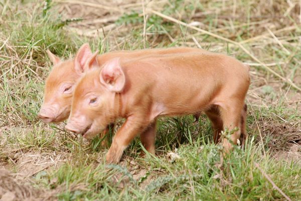 Tamworth Piglets
Two days old.
Palabras clave: Tamworth pig sow piglets litter mother Lucies Farm pork piggy