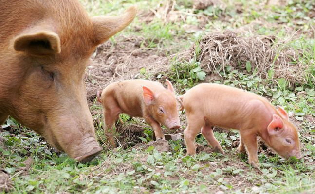 Mother Tamworth and Her Two Piglets
Anahtar kelimeler: Tamworth pig sow piglets litter mother Lucies Farm pork piggy