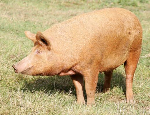 A Tamworth Sow
Enjoying the sunshine in Worcestershire.
Anahtar kelimeler: Tamworth pig sow piglets litter mother Lucies Farm pork piggy sunshine Worcestershire