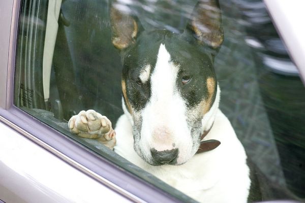 Tapa in the Car
Tapa loves to go riding in the car, so I took him for a short ride while I photographed the Tamworth piglets, and then went off to get milk.  When I was outside, Tapa moved to the driver's seat, and put his paw up.  He looks quite relaxed.
Ključne besede: Tapa English Bull Terrier drivers seat paw
