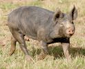 berkshire-pig1.jpg