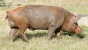 tamworth-boar.jpg