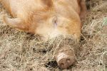 tamworth-pig1.jpg