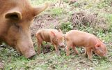 tamworth-piglets4.jpg