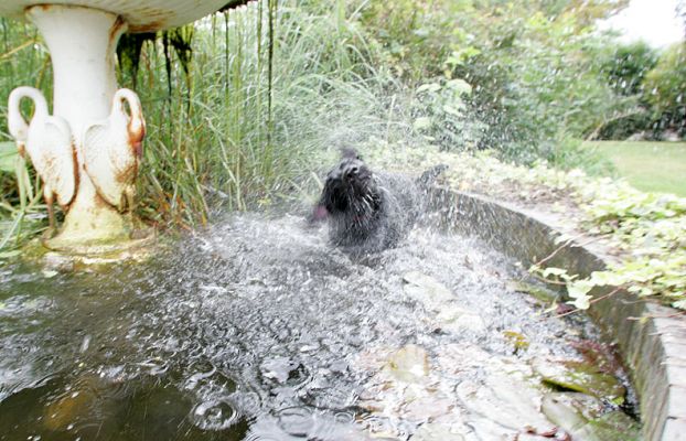 Ffion in the Fountain
Ffion, in traditional Black Labrador fashion, could not resist a dip in the fountain.
Keywords: Ffion Black Labrador fountain swimming dog Lucies Farm dog hotel dog boarding dog kennel