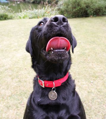 Ffion
What an incredible tongue...
Ključne besede: Ffion Black Labrador Lucies Farm dog hotel dog boarding dog kennel tongue