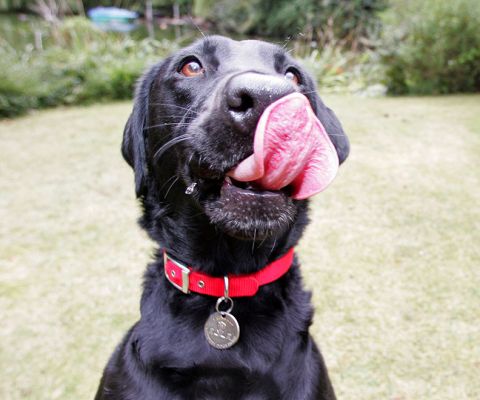 Ffion
With a tongue that looks a bit like an orchid petal.
Ключові слова: Ffion Black Labrador Lucies Farm dog hotel dog boarding dog kennel orchid petal