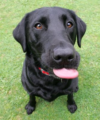 Ffion
الكلمات الإستدلالية(لتسهيل البحث): Ffion Black Labrador Lucies Farm dog hotel dog boarding dog kennel