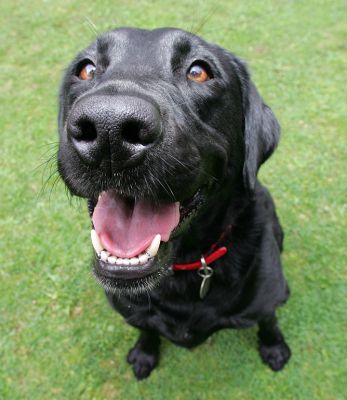 Ffion
Ключевые слова: Ffion Black Labrador Lucies Farm dog hotel dog boarding dog kennel