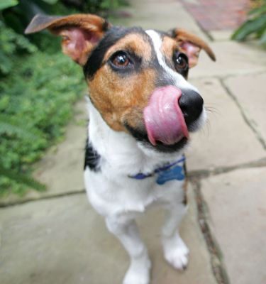 Jake
Licking his chops.
Keywords: Jake Jack Russell Lucies Farm dog resort dog kennel dog boarding Ritz Canine