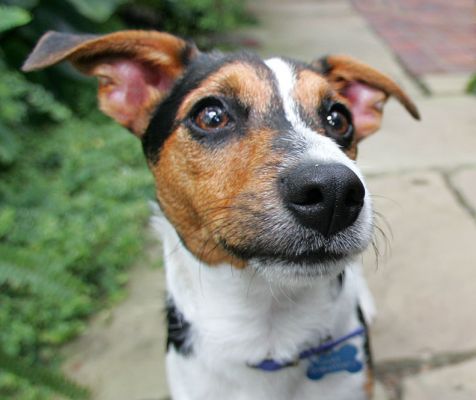 Jake
Klíčová slova: Jake Jack Russell Lucies Farm dog resort dog kennel dog boarding Ritz Canine