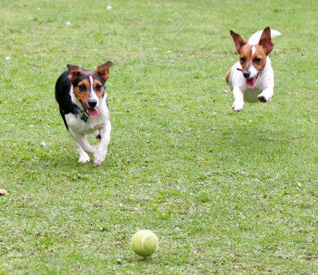 Jake and Sally Playing Catch
Sally caught in mid-flight.
Ключові слова: Jake Jack Russell Lucies Farm dog resort dog kennel dog boarding Ritz Canine Sally