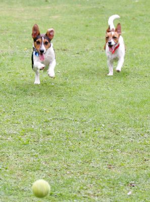 Jake and Sally Playing Catch
Anahtar kelimeler: Jake Jack Russell Lucies Farm dog resort dog kennel dog boarding Ritz Canine Sally