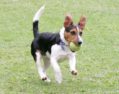 Jake With a Tennis Ball
Keywords: Jake Jack Russell Lucies Farm dog resort dog kennel dog boarding Ritz Canine tennis ball