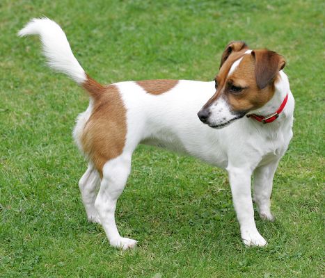 Sally
Ključne besede: Sally Jack Russell Lucies Farm dog resort dog kennel dog boarding Ritz Canine