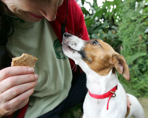 Sally Getting a Doggie Cookie
Marjorie and I use doggie cookies when we photograph (or, more accurately, [i]try to photograph[/i] the doggie guests.  Sally didn't really want to sit and wait for the cookie:  she climbed up into Marjorie's lap and pretty much demanded it.
Keywords: Sally Jack Russell Lucies Farm dog resort dog kennel dog boarding Ritz Canine Marjorie cookie