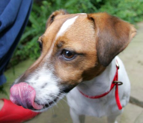 Sally Licking Her Chops
Keywords: Sally Jack Russell Lucies Farm dog resort dog kennel dog boarding Ritz Canine