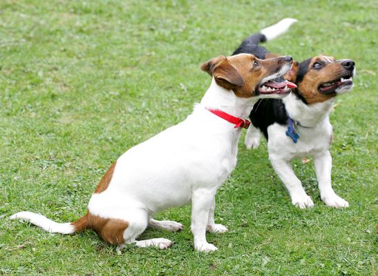 Sally and Jake
With Jake about to jump up.
Keywords: Jake Jack Russell Lucies Farm dog resort dog kennel dog boarding Ritz Canine Sally