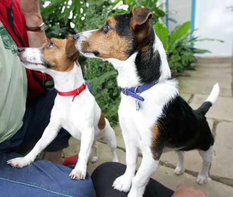 Sally and Jake
"Give us cookies...!"
Anahtar kelimeler: Jake Jack Russell Lucies Farm dog resort dog kennel dog boarding Ritz Canine Sally