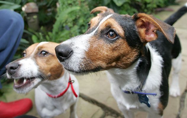 Sally and Jake
Marjorie trying (unsuccessfully) to be just outside the camera's range.
Avainsanat: Jake Jack Russell Lucies Farm dog resort dog kennel dog boarding Ritz Canine Sally