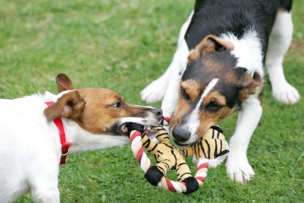 Sally and Jake Playing Tug-o-War
Keywords: Jake Jack Russell Lucies Farm dog resort dog kennel dog boarding Ritz Canine Sally tug-o-war