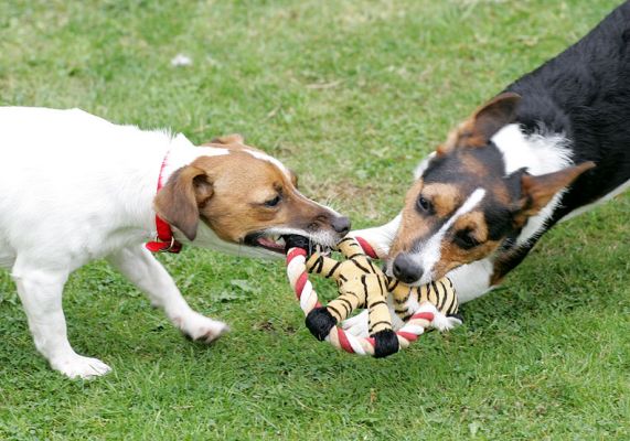 Sally and Jake Playing Tug-o-War
Palabras clave: Jake Jack Russell Lucies Farm dog resort dog kennel dog boarding Ritz Canine Sally tug-o-war