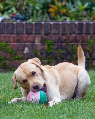 Jus' trying to get a grip........
Schlüsselwörter: Barney Dog Dogs Golden Retriever Tongue
